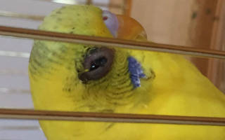 У попугая болит глаз и вокруг зрачка