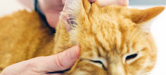 У кота гноятся глаза и болят уши