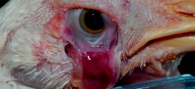 Почему у цыплят болят глаза?