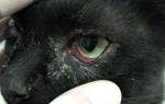 Если у кота болит глаз чем лечить