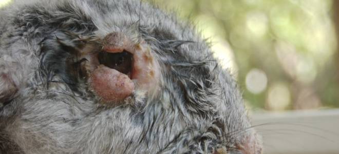 Болеет кролик опухли глаза и сопли тяжело дышит