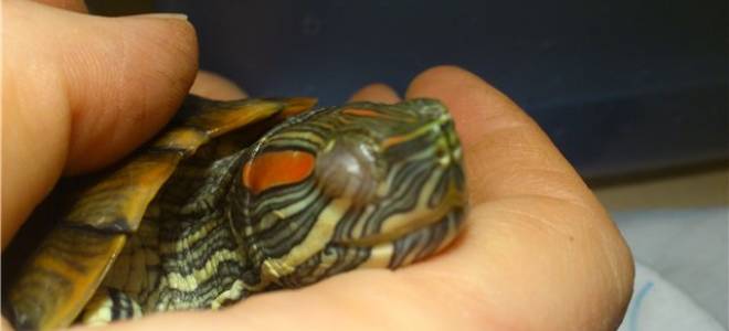 Что делать если у красноухой черепахи болят глаза?
