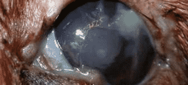 Собака болеет ничего не ест гноятся глаза