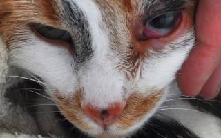 Кот болеет чихает из глаз течет чем лечить