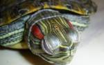 Как лечить конъюнктивит у черепахи в домашних условиях?