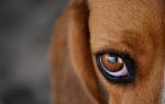 У собаки болят глаза внутри красные чем лечить
