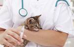 Конъюнктивит у новорожденных котят лечение
